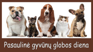 FOTO 800x450.00 00 23 01.Still286