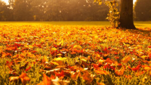 FOTO 800x450.00 00 55 04.Still284