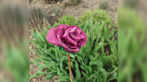 FOTO 800x450.00 02 06 16.Still265